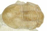 1.6" Illaenus Dalmani Trilobite Fossil - Russia - #191161-3